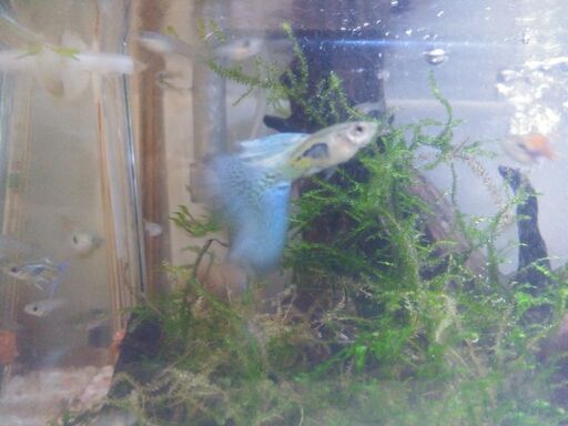 国産 グラスグッピーとエンドラーズの稚魚 値下げしました5匹 500円から300円に 北さん 北名古屋のその他の中古あげます 譲ります ジモティーで不用品の処分