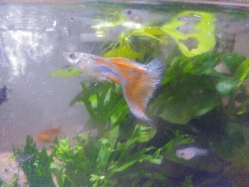 国産 グラスグッピーとエンドラーズの稚魚 値下げしました5匹 500円から300円に 北さん 北名古屋のその他の中古あげます 譲ります ジモティーで不用品の処分