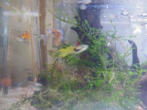 国産 グラスグッピーとエンドラーズの稚魚 値下げしました5匹 500円から300円に 北さん 北名古屋のその他の中古あげます 譲ります ジモティーで不用品の処分