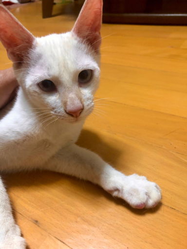 8ヶ月白い子猫2匹の里親お願いします ケイ てだこ浦西の猫の里親募集 ジモティー