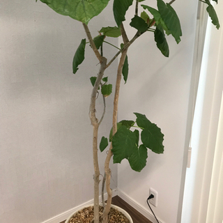 引取のみ フィカスウンベラータ 190センチ