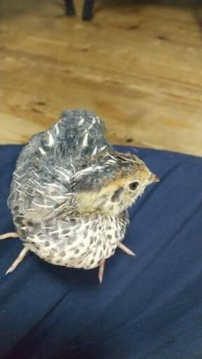 並うずらの里親募集 性別不明 はるこう 堺のその他の里親募集 ジモティー