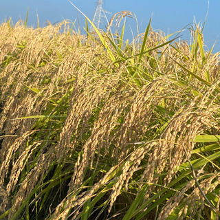 🌾評価参照🌾令和３年産🌾新米コシヒカリ🌾玄米60kg🌾農家直売🌾