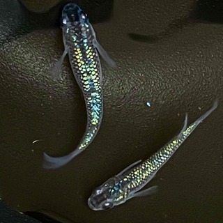 サファイア系黒ラメ幹之メダカ稚魚1匹静楽庵様系統 あーろん 野江内代のその他の中古あげます 譲ります ジモティーで不用品の処分