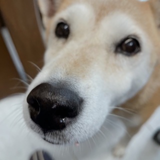 アパル に向かって ウィンク ジモティー 犬 神奈川 Nihon Butucen Jp