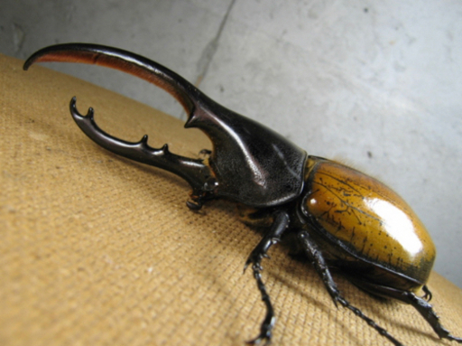 ヘラクレスオオカブト　エクアトリアヌス　カブトムシ　クワガタ