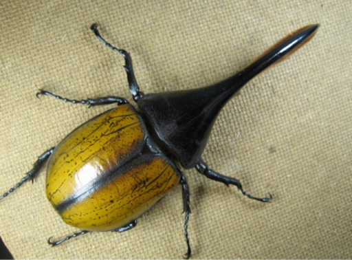 ヘラクレスオオカブト エクアトリアヌス カブトムシ クワガタ ...