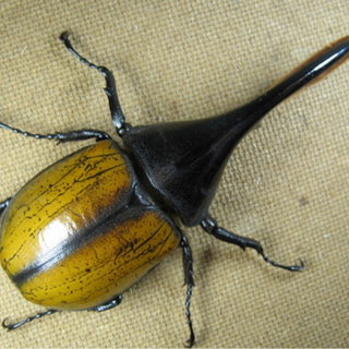 ヘラクレスオオカブト　エクアトリアヌス　カブトムシ　クワガタ