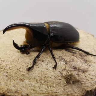 中古サタンオオカブトが無料 格安で買える ジモティー