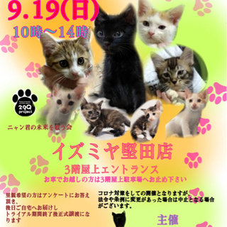９月１９日(日)保護猫譲渡会