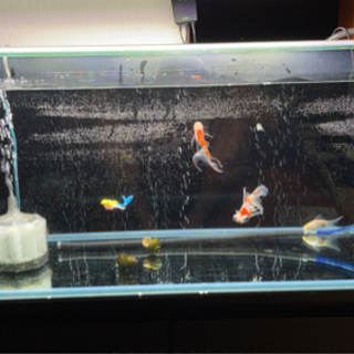 コトブキ水槽90センチ　台　LED 