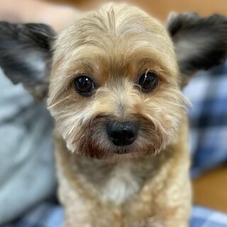 岡山県 倉敷市の犬の里親募集 ジモティー