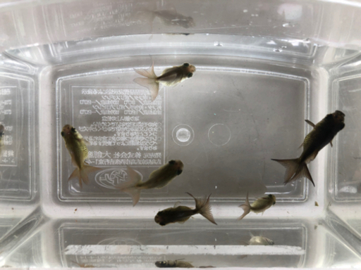 限定 金魚オランダ獅子頭稚魚6匹 500円 匿名希望 南浦和のその他の中古あげます 譲ります ジモティーで不用品の処分
