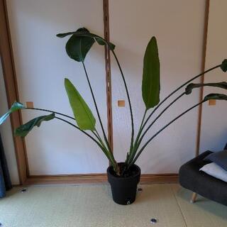 【ネット決済】大型観葉植物　オーガスタ　160cm