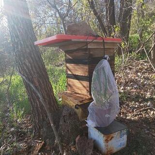 日本蜜蜂  来年度用 誘引液 蜜蝋