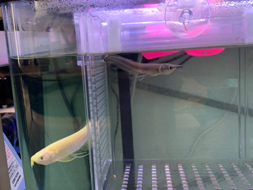 決まりました　　熱帯魚　アロワナ、クテノポマ　etc