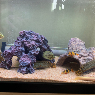 決まりました　　熱帯魚　アロワナ、クテノポマ　etc 🐟