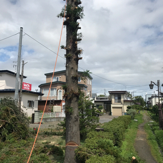 木の伐採・枝打ち・芯止め　相談・見積無料 − 北海道