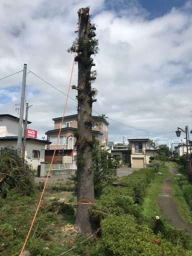 樹木の伐採 枝打ち 芯止め相談 見積無料 まっこうくじら 伊達紋別のその他の無料広告 無料掲載の掲示板 ジモティー