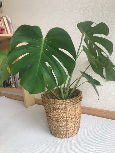観葉植物　モンステラ　鉢と受け皿　花瓶　ほかおまとめ