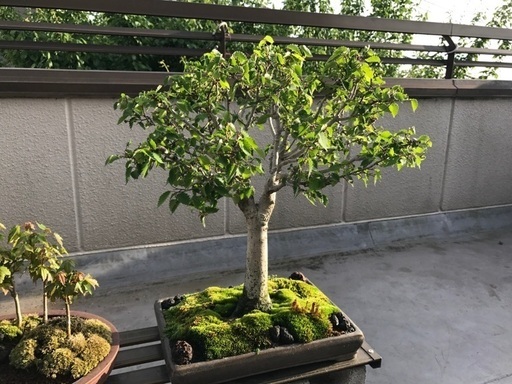 けやき盆栽　中品