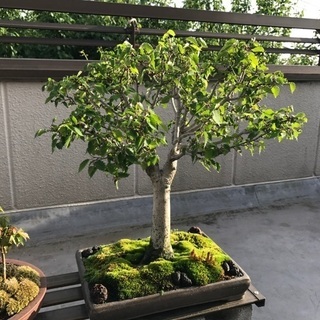 けやき盆栽 中品 Alba Com Gt