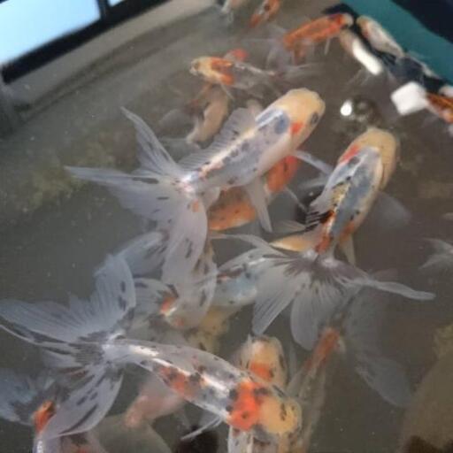 高級金魚 鈴木東錦 引き取り限定お話し中 コウ 南熊本の家具の中古あげます 譲ります ジモティーで不用品の処分