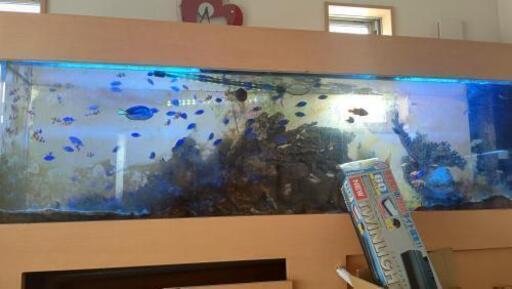 海水魚売ります