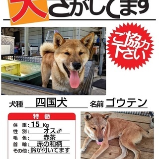 情報希望/寄居町風布で四国犬が迷子