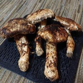 松茸　山口県産　6本　338g 信州産松茸 967g 大容量