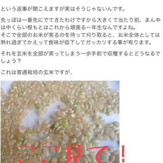 その他 令和3年新米こしひかり 埼玉県久喜産