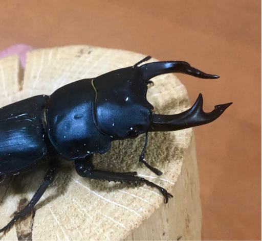 能勢　オオクワガタ♂　奈良輪系　川西オオクワガタ♀