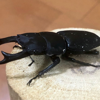 能勢 オオクワガタ♂ 奈良輪系 川西オオクワガタ♀