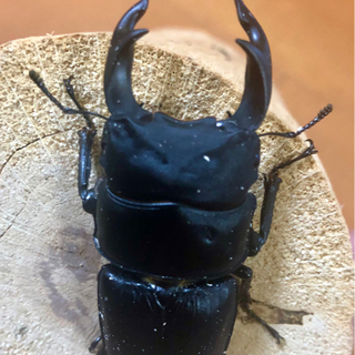 能勢 オオクワガタ♂ 奈良輪系 川西オオクワガタ♀