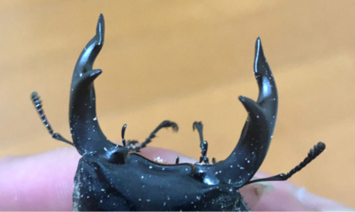 能勢 オオクワガタ♂ 奈良輪系 川西オオクワガタ♀