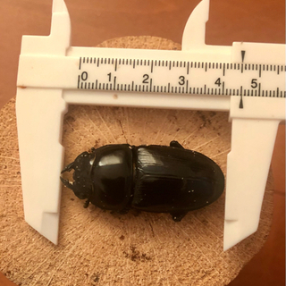 能勢 オオクワガタ♂ 奈良輪系 川西オオクワガタ♀