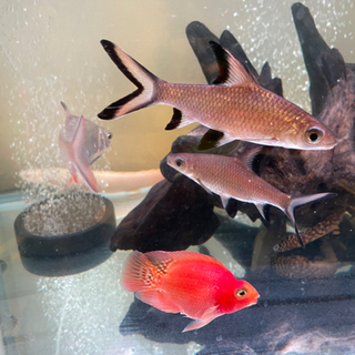 熱帯魚古代魚大型魚セット売りプレコポリプテルスパロットファイヤー