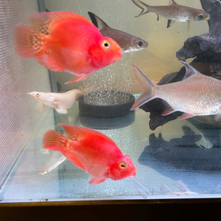 熱帯魚古代魚大型魚セット売りプレコポリプテルスパロットファイヤーレッドフィンバルブシルバーシャーク Alba Com Gt