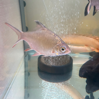 熱帯魚古代魚大型魚セット売りプレコポリプテルスパロットファイヤーレッドフィンバルブシルバーシャーク 熱帯魚古代魚大型魚セット売りプレコポリプテルスパロットファイヤー