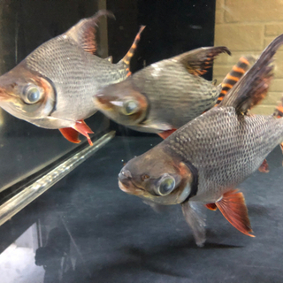 クジラ　歯　シャチ　イルカ　骨　骨董品　ハンドメイド　トローリング　置物 クジラ 歯 シャチ イルカ 骨 骨董品 ハンドメイド トローリング