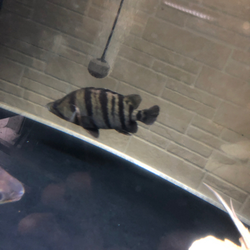 ダトニオ　2匹セット　引き取り魚