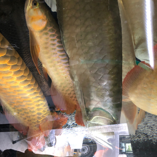 シルバーアロワナ2匹セット 引き取り魚 現在取引中 【公式通販】