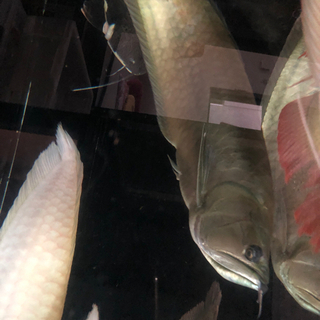 シルバーアロワナ2匹セット　引き取り魚　現在取引中 シルバーアロワナ2匹セット 引き取り魚 現在取引中