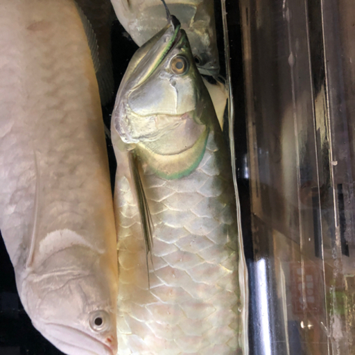 シルバーアロワナ2匹セット　引き取り魚　現在取引中
