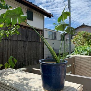 モンステラ　観葉植物