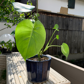 モンステラ　観葉植物　小