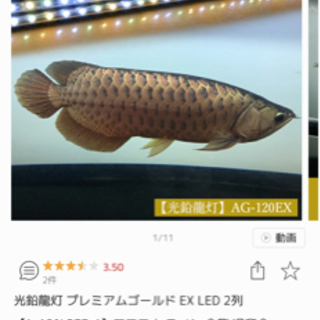 アロワナ用 水中LED 値引きしました！