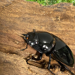 タランドゥスオオツヤクワガタ　ホワイトアイWW 決定】タランドゥスオオツヤクワガタ・ホワイトアイ1ペア