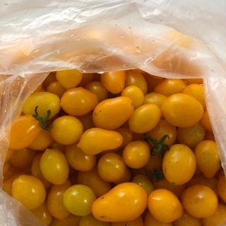 無農薬　黄色のミニトマト