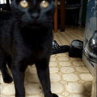 可愛い黒猫 里親募集 ジモティー